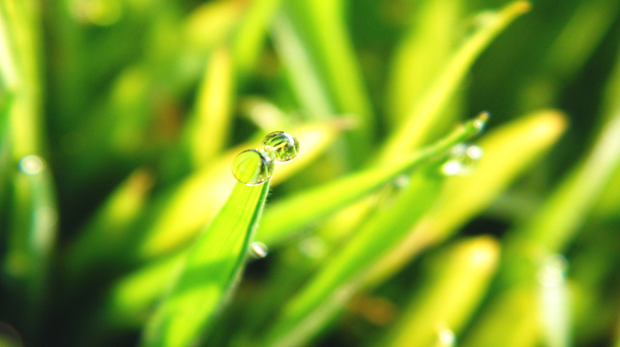 grass, nature