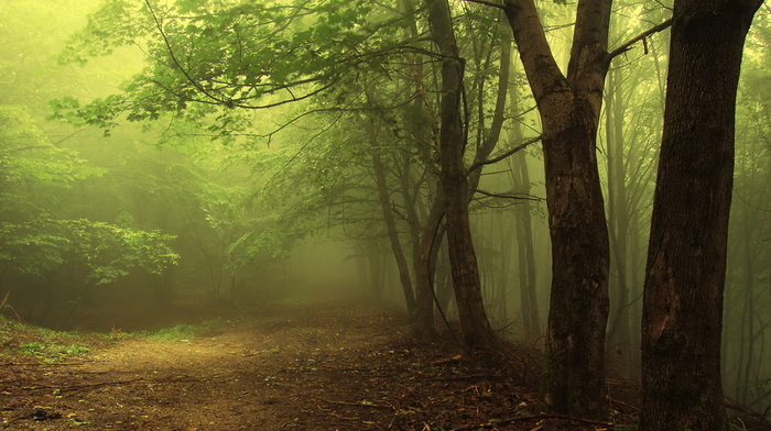 twigs, nature, light