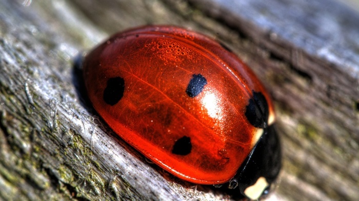 ladybugs, macro, photography