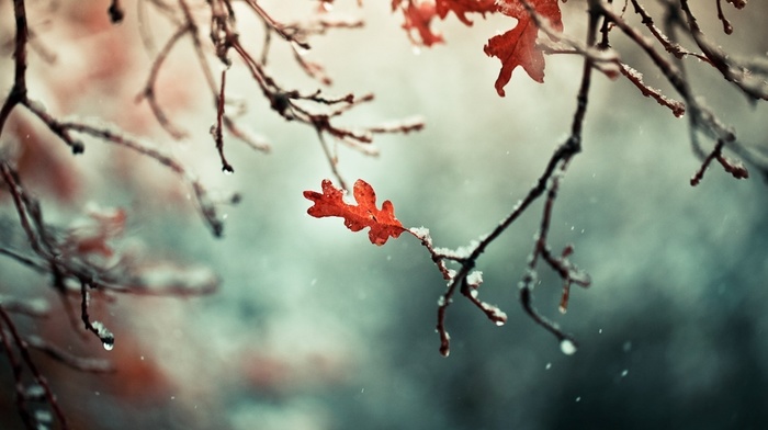 winter, photography, nature, leaves