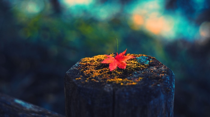 leaves, fall, colorful, photography