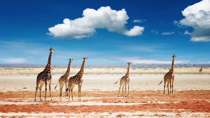 landscape, clouds, animals, giraffes