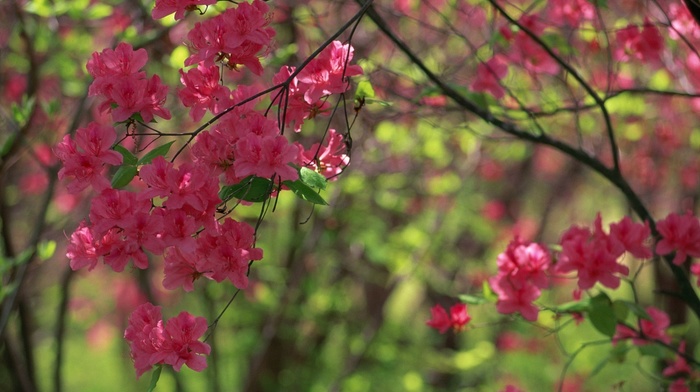 spring, pink