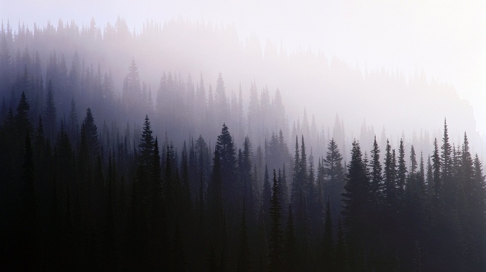 trees, mist