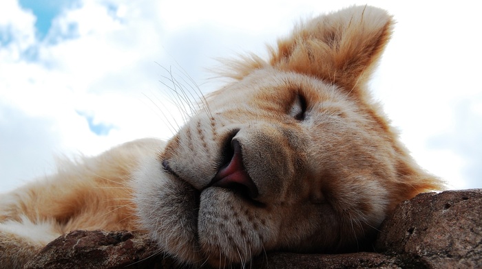 lion, animals, sleeping, nature, anime, closeup