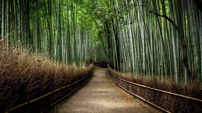 bamboo, path, dirt road