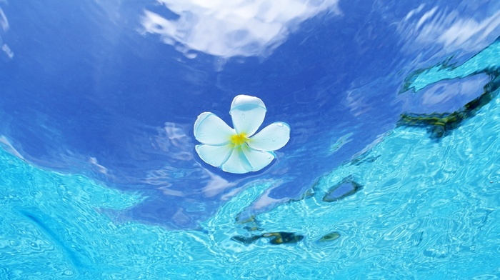 summer, water, azure, flower