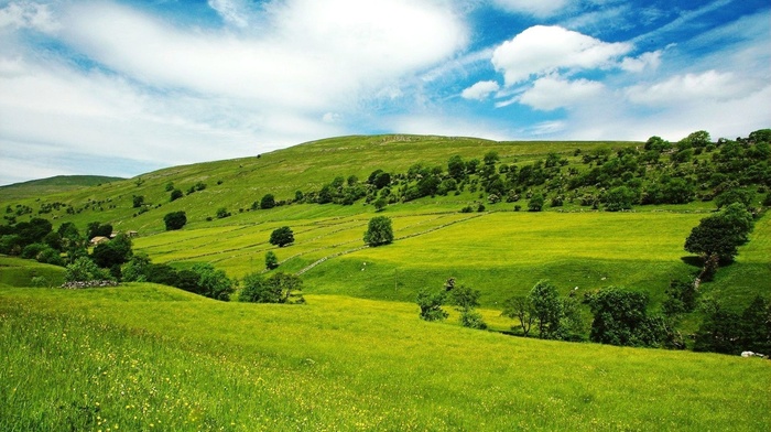 grass, mountain, greenery, summer