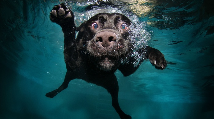 dog, underwater, animals, swimming
