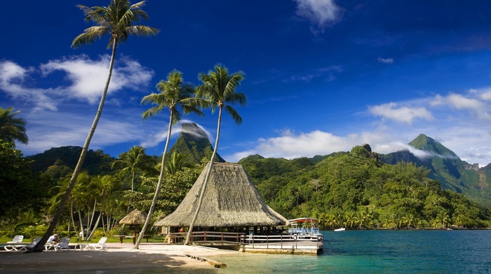 summer, mountain, palm trees