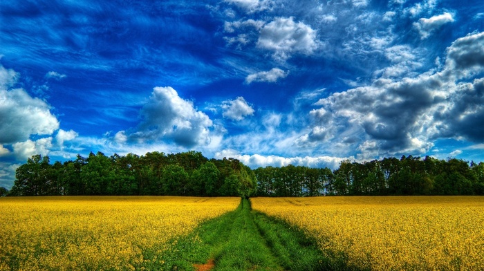 field, forest, road, summer