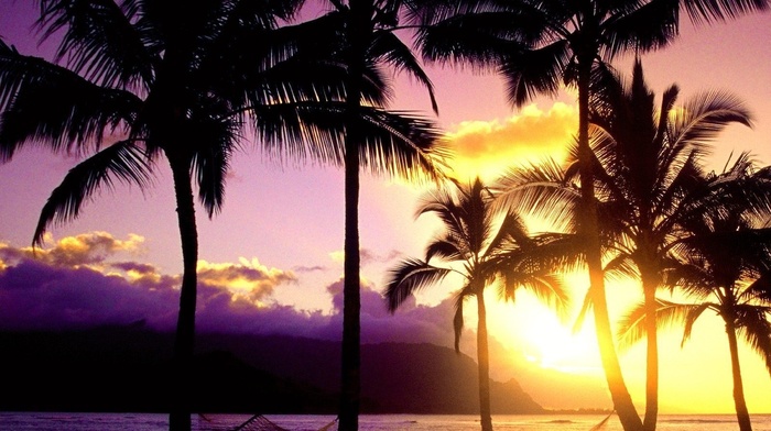 evening, palm trees, mountain, summer, sea