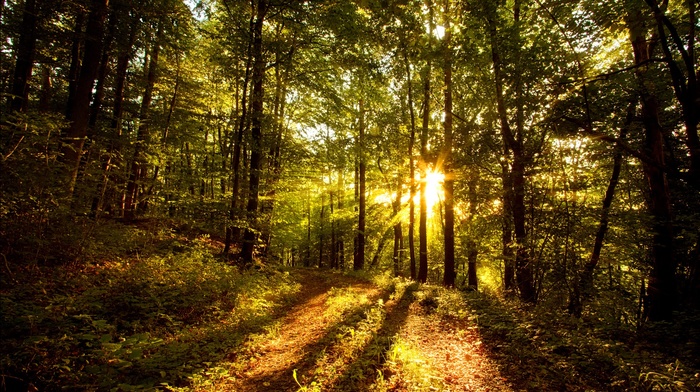 sunlight, nature, trees