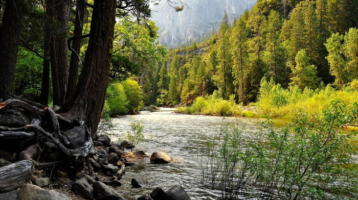 trees, landscape, water