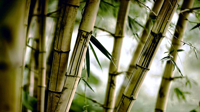 bamboo, nature