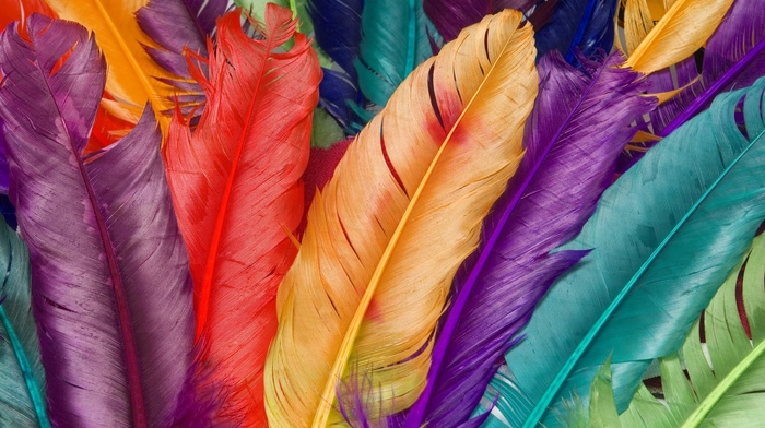 colorful, feathers