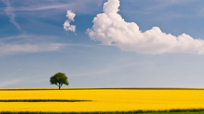 clouds, trees, landscape