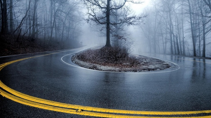 road, hairpin turns, mist, 1610, wet, Turn, trees, contrast