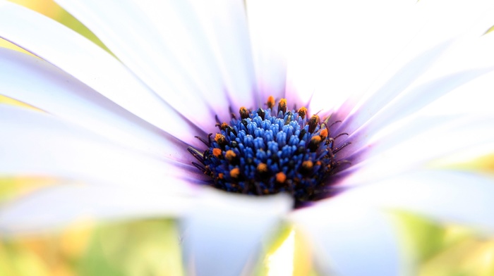 flowers, nature, macro