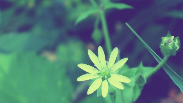 nature, green, macro