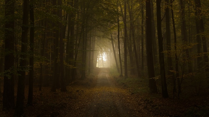landscape, nature