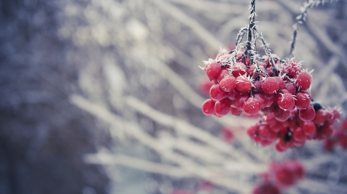 berries, frost, ice