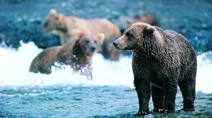 summer, bears, animals