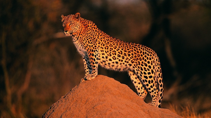 leopard, animals