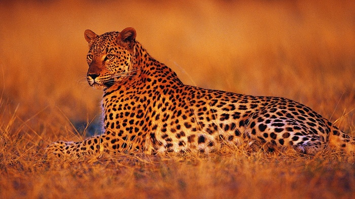 leopard, animals