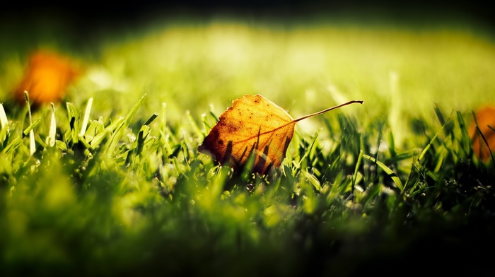 macro, grass, leaves