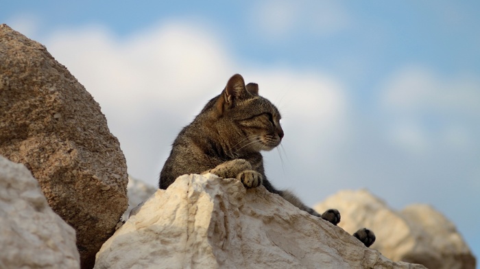 stones, animals