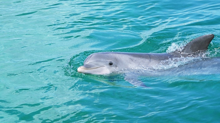 smiling, animals, sea