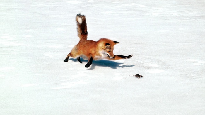 snow, animals
