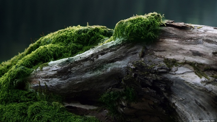 forest, nature, moss, wood, green, trees