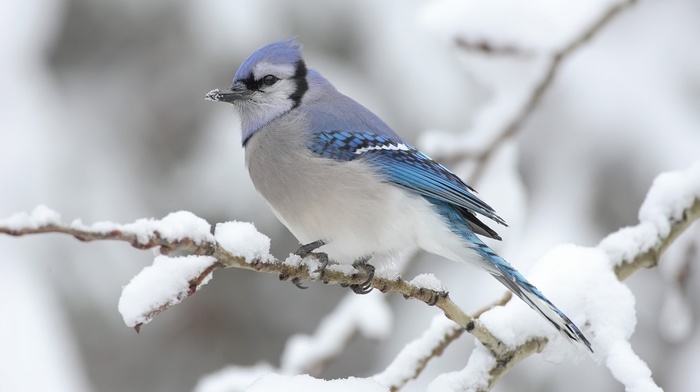 animals, winter