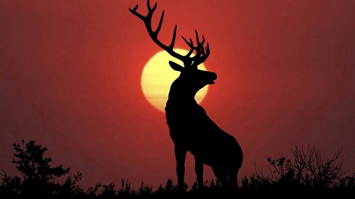 nature, deer, elk, animals