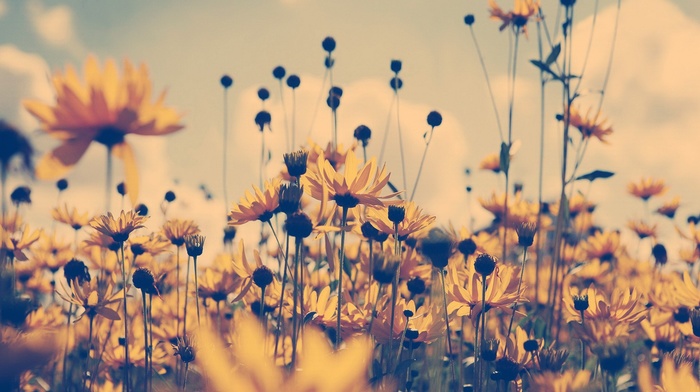 yellow, macro, nature, plants, flowers