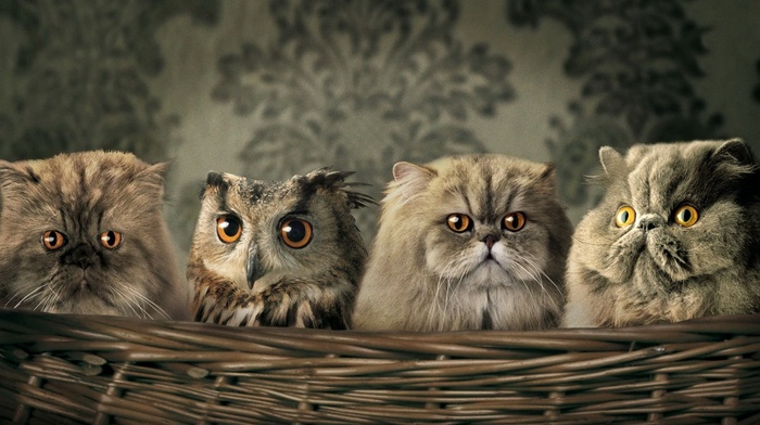 animals, humor, baskets, cat, owl