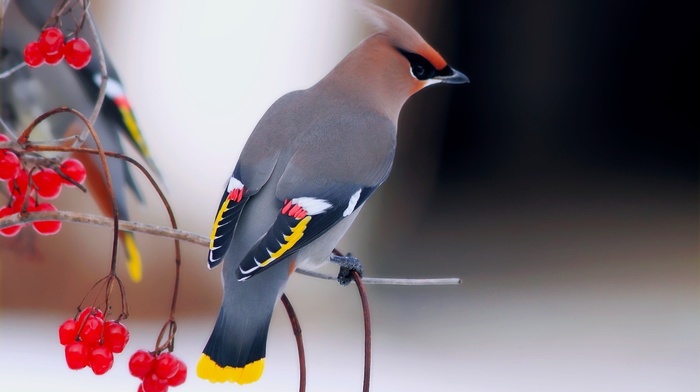 berries, birds, waxwings, animals, nature