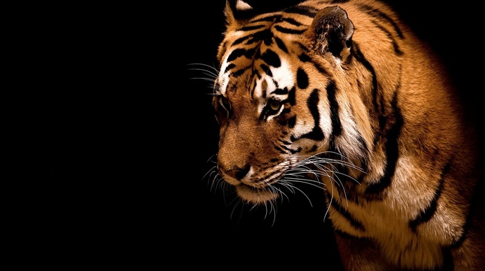 black background, animals, tiger