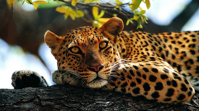 animals, leopard, yellow eyes