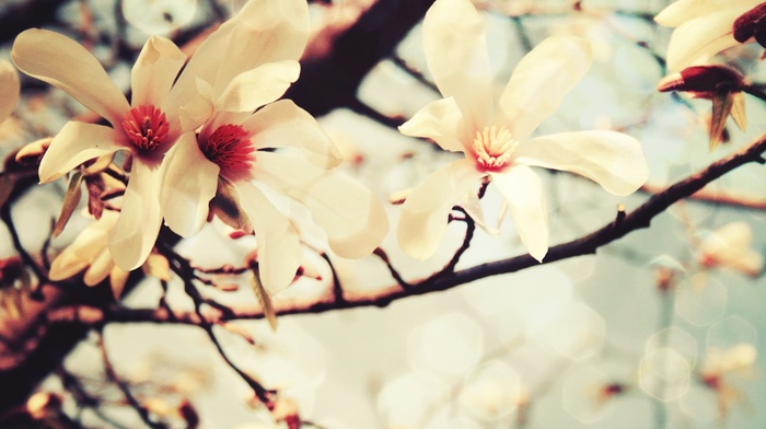 flowers, branch, white flowers