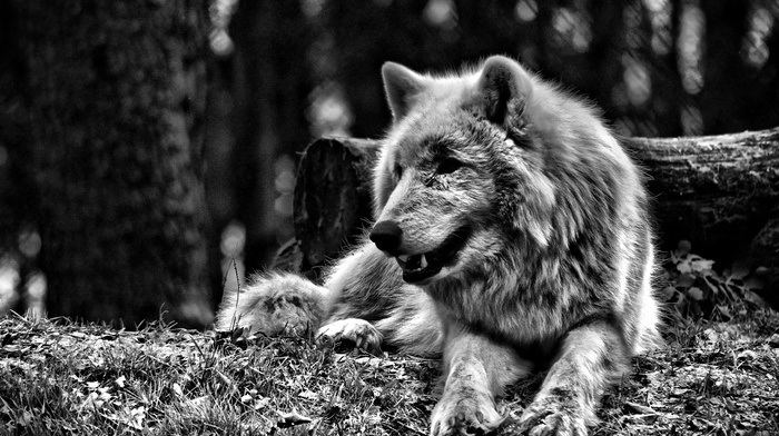 forest, wolf