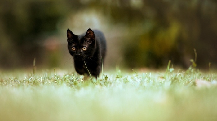 blurred, cat, animals