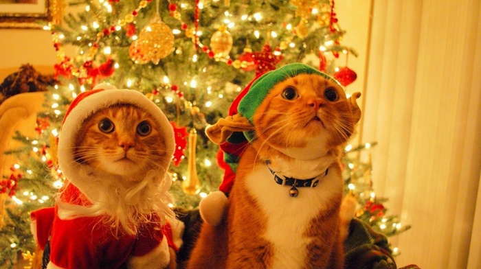 animals, cat, Christmas