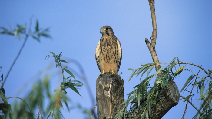 tree, animals