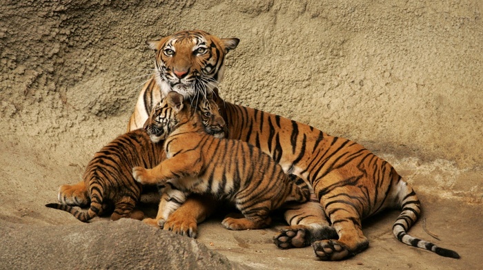 animals
