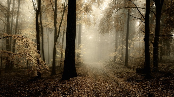 nature, mist, trees, path, HDR, leaves