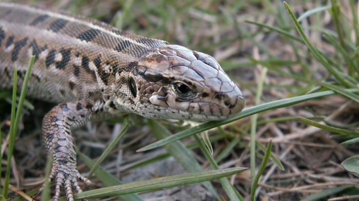 grass, animals