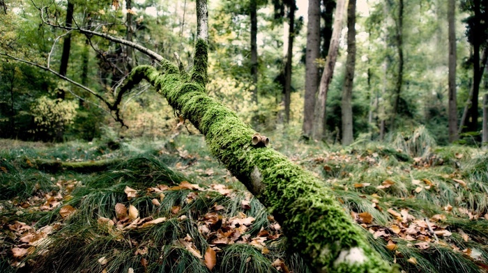 trees, closeup, HDR, nature